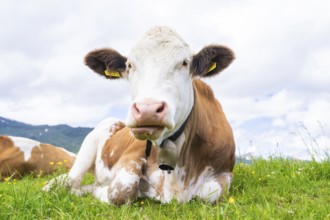 Close-up of a cow lying on a green meadow, mountains in the background under a cloudy sky, Penken,