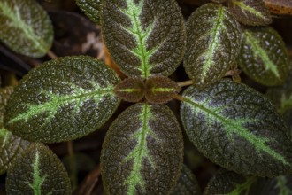 Shade tube (Episcia), leaves with light green veins, Tortuguero National Park, Costa Rica, Central