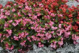 A bed of pink and red begonias, inflorescence