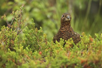 Willow ptarmigan (Lagopus lagopus) Hen, Lofoten, Norway, Scandinavia, Europe