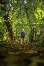 Tourist exploring rainforest, dense vegetation, Tortuguero National Park, Costa Rica, Central