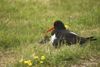 Oystercatcher (Haematopus ostralegus) with a few days old chick, Lofoten, Norway, Scandinavia,