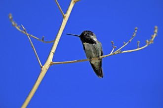 Costacolibri, (Calypte costae), adult, male, in perch, Sonora Desert, Arizona, North America, USA,