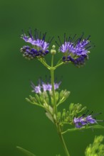 Clandon caryopteris (caryopteris x clandonensis), flower, flowering, Germany, Europe