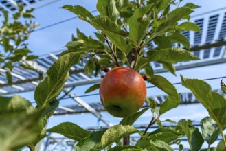 Agri-photovoltaic test plant, an apple tree plantation with two different systems of PV modules was