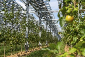 Agri-photovoltaic test plant, an apple tree plantation with two different systems of PV modules was