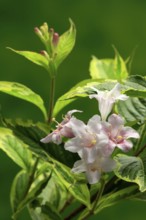 Weigelas (Weigela), flowering, flower, Ellerstadt, Germany, Europe