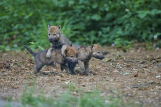 Gray wolf (Canis lupus), three puppies playing in the forest, summer, Germany, Europe