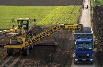 Sugar beet harvest, loading the harvested beet onto a lorry with a self-propelled cleaning loader