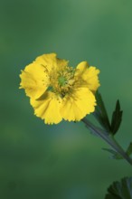 Carnation root (Geum hybride), yellow, flowering, flower, Elllerstadt, Germany, Europe