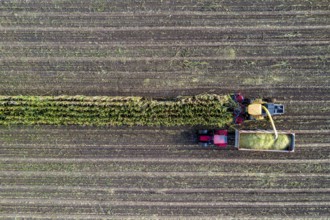 Maize harvest, combine harvester, chopper works its way through a maize field, the silage is pumped