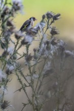 European goldfinch (Carduelis carduelis), Emsland, Lower Saxony, Germany, Europe