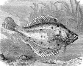 Plaice or turbot, Pleuronectes platessa, historical, digital reproduction of an original from the