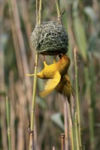 Eastern golden weaver (Ploceus subaureus), adult, male, at the nest, mating, Saint Lucia Estuary,