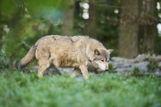 Eastern wolf (Canis lupus lycaon) walking on a meadow, Bavaria, Germany, Europe