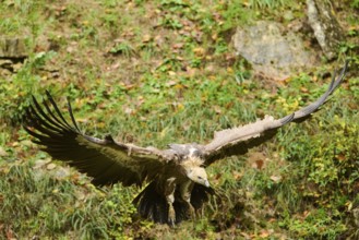 Eurasian griffon vulture (Gyps fulvus) flying, Bavaria, Germany, Europe