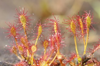 Oblong-leaved sundew (Drosera intermedia), several plants, nature reserve Aschendorfer Obermoor,