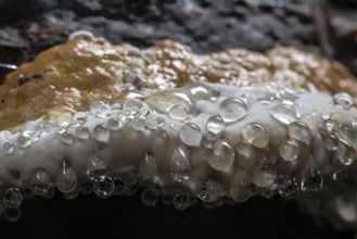 Beeswax Bracket (Ganoderma pfeifferi) with guttation drops, Emsland, Lower Saxony, Germany, Europe