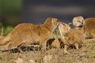 Ethiopian dwarf mongoose (Helogale hirtula) sitting on the ground, Bavaria, Germany, Europe