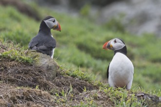 Puffin (Fratercula arctica) Skomer Island, Wales, Great Britain