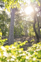 Sunlight falling through the treetops onto the forest floor, Harz Mountains, Germany, Europe