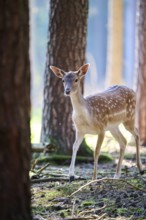 European fallow deer (Dama dama) doe in a forest, Bavaria, Germany, Europe