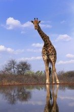 Southern giraffe (Giraffa camelopardalis giraffa), adult, at the water, Kruger National Park,