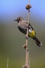 Cape Bulbul (Pycnonotus capensis), adult, on guard, Kirstenbosch Botanical Gardens, Cape Town,