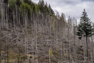 Dead spruce trees, broken by wind, lying in disarray, forest dieback in the Arnsberg Forest nature