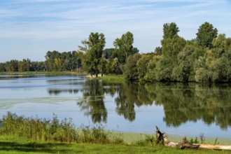 Bislicher Insel nature reserve, near Xanten on the Lower Rhine, floodplain landscape, old Rhine