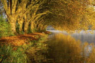 Autumn colours on the Platanen Allee, Hardenberg Ufer, lakeside path on Lake Baldeney, near Haus