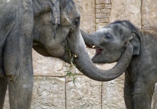 Asian elephant (Elephas maximus), male, bull elephant, in a playful fight, captive, distribution