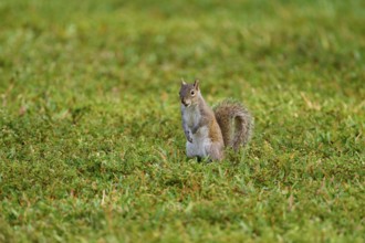 American grey squirrel (Sciurus carolinensis), sitting on a green meadow and looking around