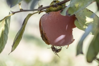 Hornet (Vespa crabro) on persimmon (Diospyros virginiana), Sicily, Italy, Europe