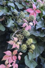 Wild Vine (Parthenocissus quinquefolia) in autumn leaves in front of ivy (Hedera helix), Speyer,