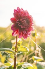 A pink dahlia in full bloom covered with fine cobwebs in the sunlight, Gechingen, Black Forest,