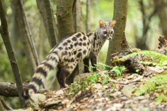 Common genet (Genetta genetta), wildlife in a forest, Montseny National Park, Catalonia, Spain,