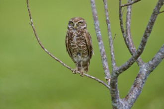 Burrowing owl (Speotyto cunicularia), sitting on a branch and observing the surroundings, Pembroke