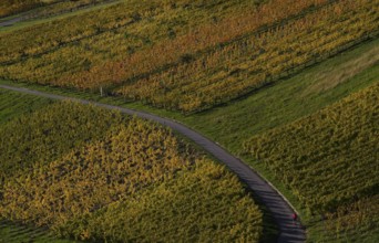 Bicycle, cyclist on road, path through vineyard, vines, vineyards, autumn colours, autumn, graphic,