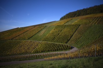 Road, path through vineyard, vines, grapevines, vine cultivation, autumn colours, autumn, graphic,