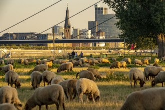 Skyline of Düsseldorf on the Rhine, flock of sheep on the Rhine meadows, near Oberkassel,