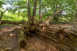 The Sababurg primeval forest, or primeval forest in the Reinhardswald, is a 95-hectare biotope