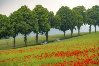 Country road near Warstein, row of trees, cornfield with blooming poppies, Sauerland, North