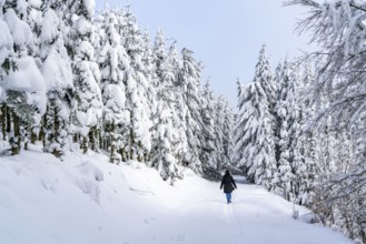 Winter in Sauerland, Hochsauerlandkreis, at Kahler Asten, near Winterberg, few tourists, visitors,