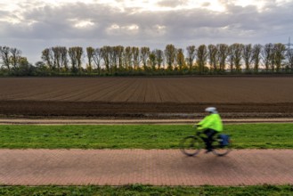 Landscape, near Meerbusch-Nierst, cycle path along the Rhine dyke, row of trees, field, North