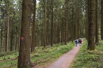 Hiking in the Sauerland, trail near Jagdhaus, Rothaarsteig district of Schmallenberg, North