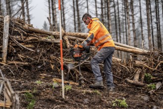 Reforestation in the Arnsberg Forest near Warstein-Sichtigvor, Soest district, forestry workers