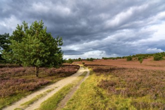 Flowering heath, heather and juniper bushes, near Wilseder Berg, in the Lüneburg Heath nature