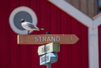 North Sea island Langeoog, signpost to the beach, seagull, Lower Saxony, Germany, Europe