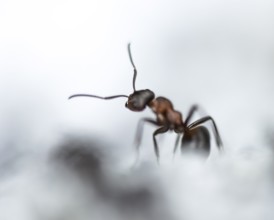 Wood ant (Formica) walking to the left, in motion, profile view, blurred background and foreground,